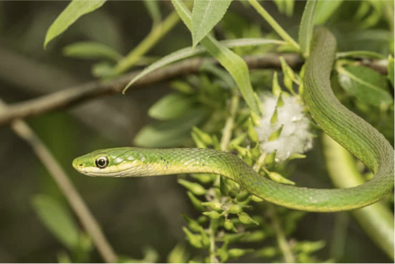 Rough Green Snake in tree.